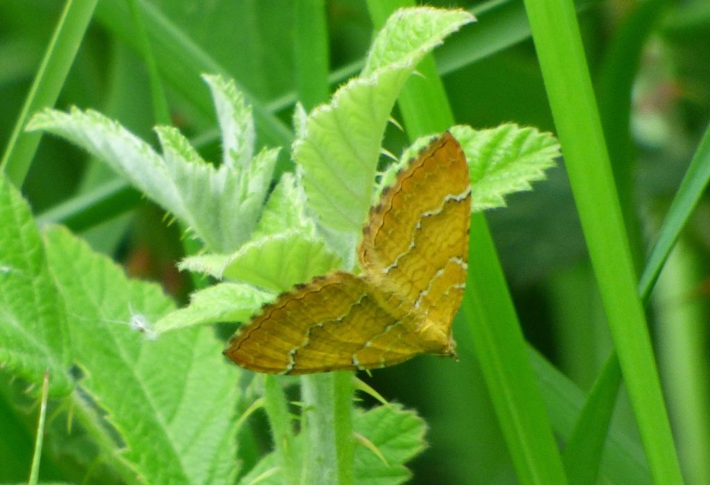 Falena gialla: Camptogramma bilineata - Geometridae